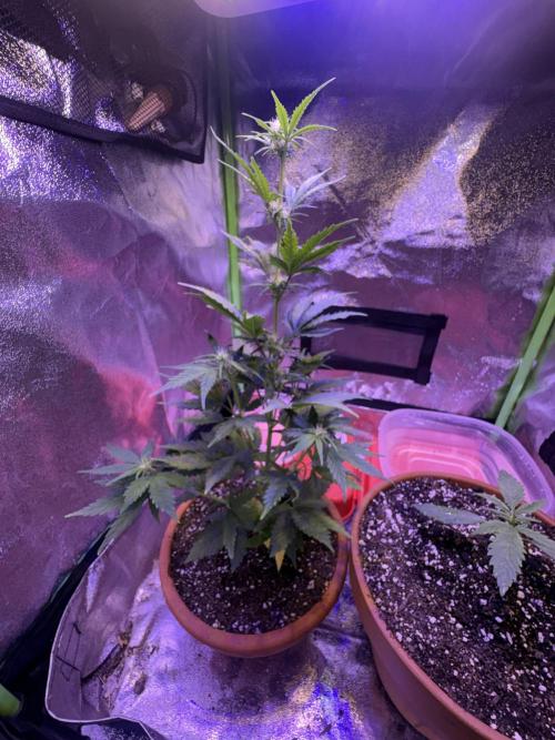 Indoor - random seeds. Week 5 - Wk5 day 5