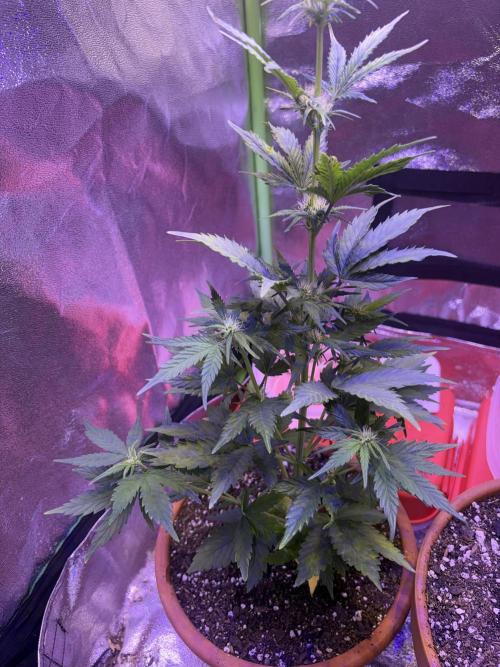 Indoor - random seeds. Week 5 - Wk5 day 5