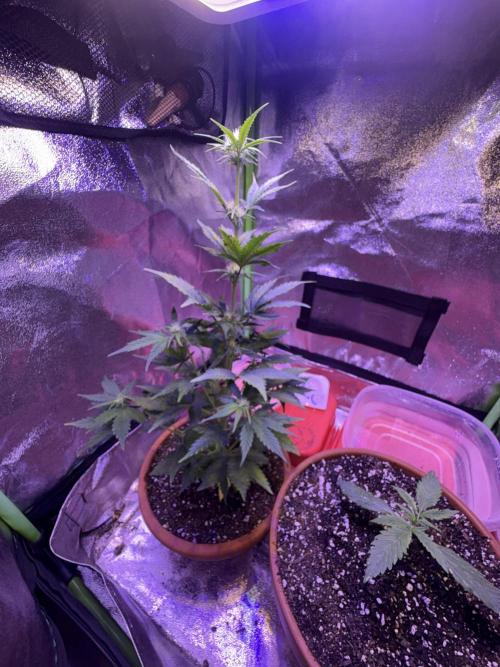 Indoor - random seeds. Week 5 - Wk5 day 5