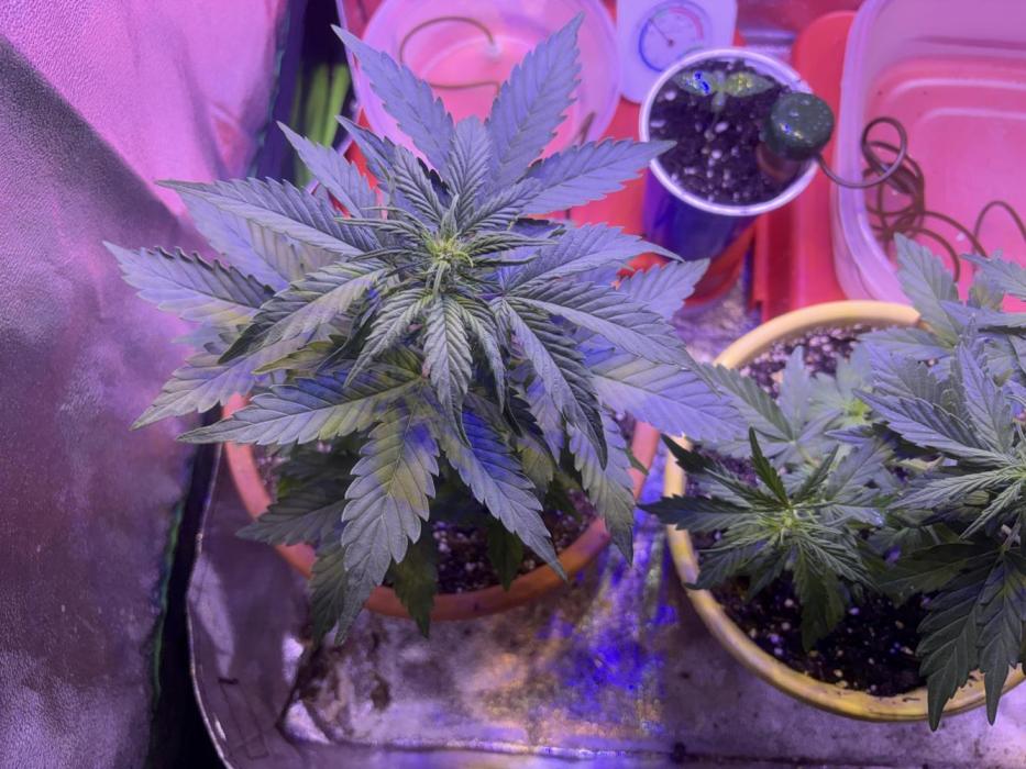 Mystic Gorilla Auto. Week 0