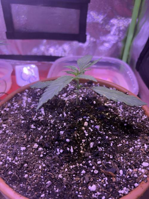 Mystic Gorilla Auto. Week 2 - Wk1 day6