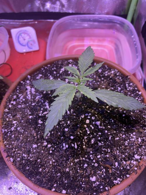 Mystic Gorilla Auto. Week 2 - Wk1 day6