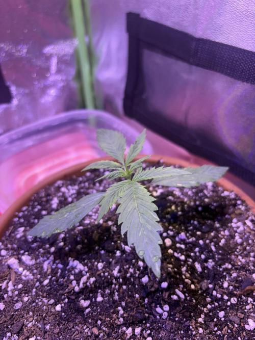 Mystic Gorilla Auto. Week 2 - Wk1 day6
