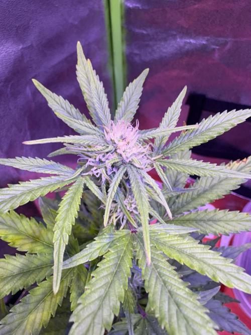 Indoor - random seeds. Week 6 - Wk6 day2