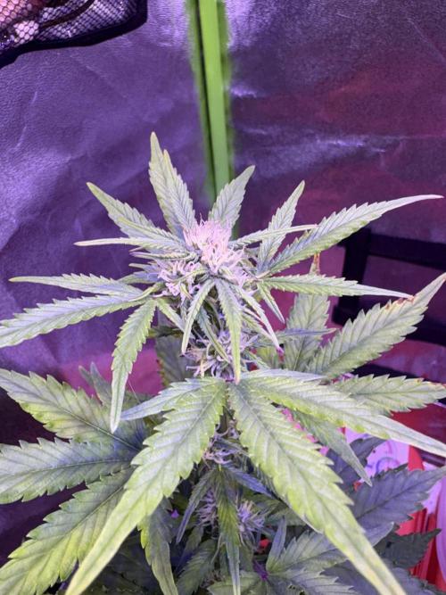 Indoor - random seeds. Week 6 - Wk6 day2
