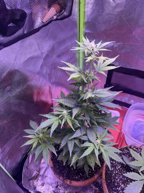 Indoor - random seeds. Week 6 - Wk6 day2
