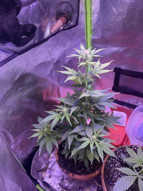 Indoor - random seeds. Week 6 - Wk6 day2