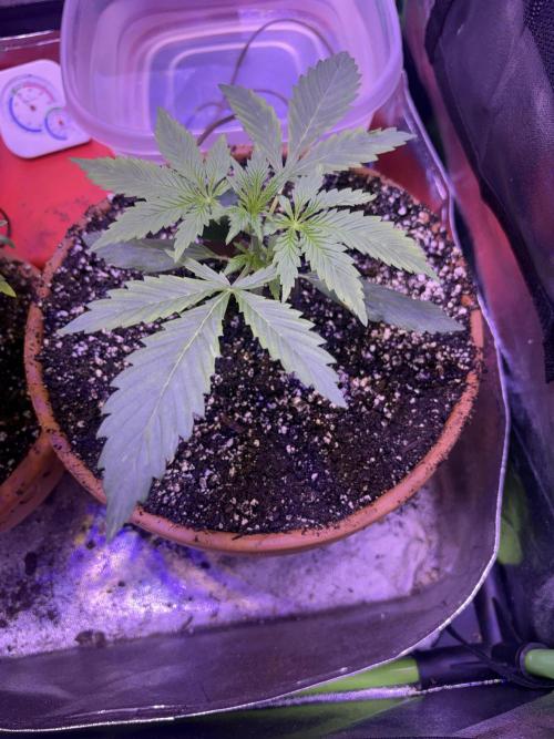Mystic Gorilla Auto. Week 3 - Wk3 day2