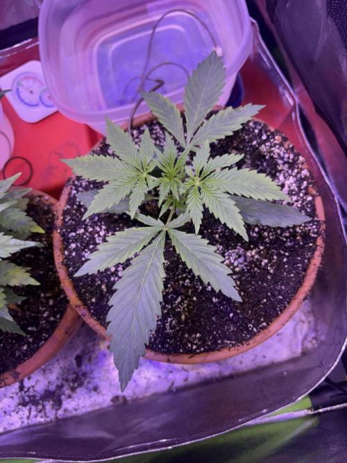 Mystic Gorilla Auto. Week 3 - Wk3 day2