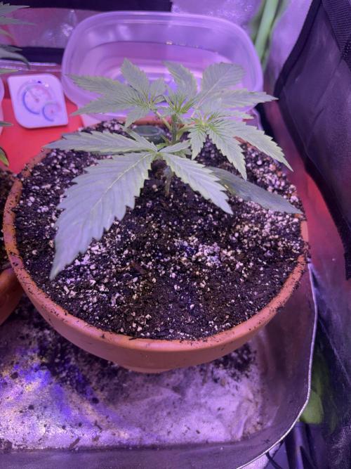 Mystic Gorilla Auto. Week 3 - Wk3 day2