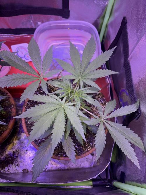 Mystic Gorilla Auto. Week 4 - Wk4day1