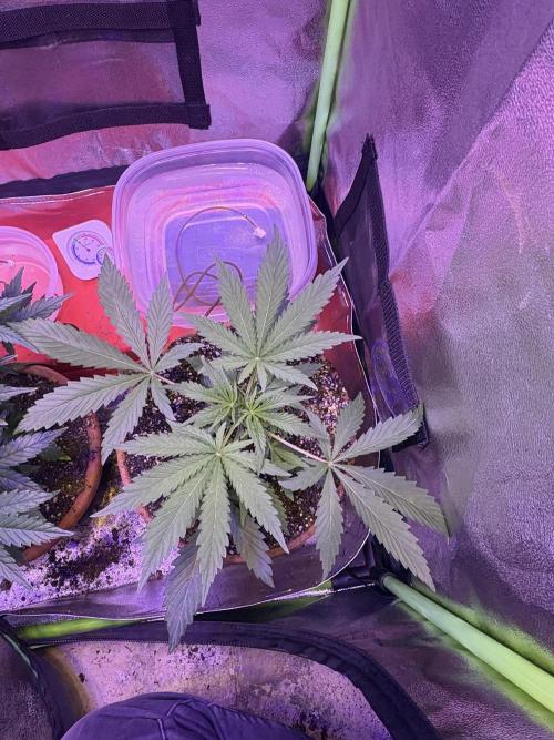 Mystic Gorilla Auto. Week 4 - Wk4day1