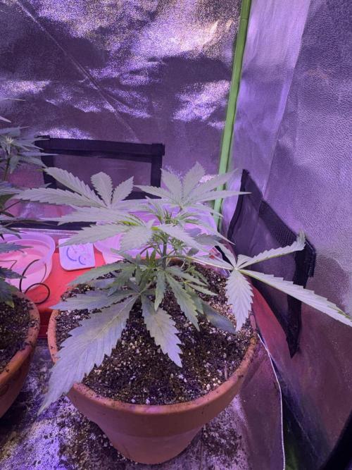 Mystic Gorilla Auto. Week 4 - Wk4day1