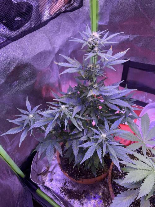 Indoor - random seeds. Week 7 - Wk8day1