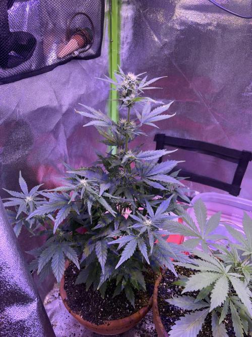 Indoor - random seeds. Week 7 - Wk8day1