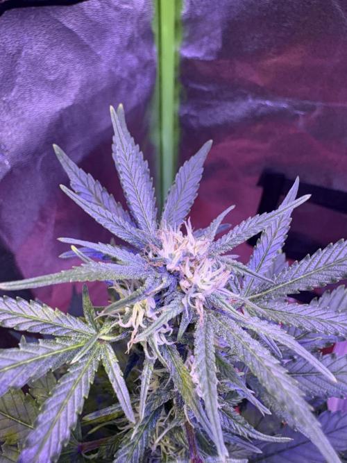 Indoor - random seeds. Week 7 - Wk8day1