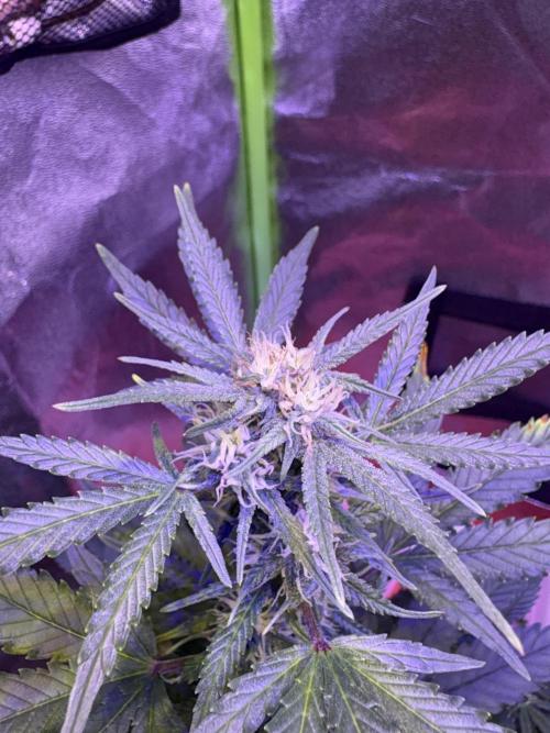 Indoor - random seeds. Week 7 - Wk8day1
