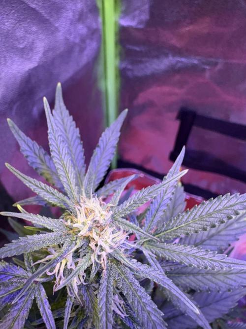 Indoor - random seeds. Week 7 - Wk8day1