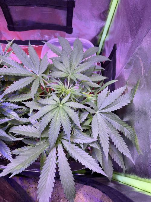 Mystic Gorilla Auto. Week 5 - Wk5d2