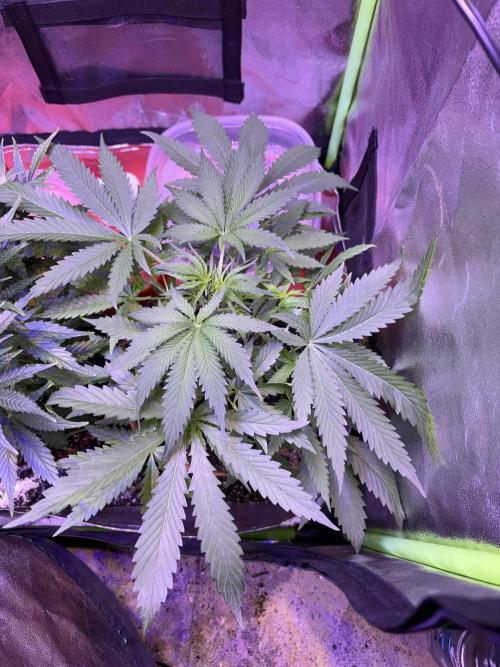 Mystic Gorilla Auto. Week 5 - Wk5d2