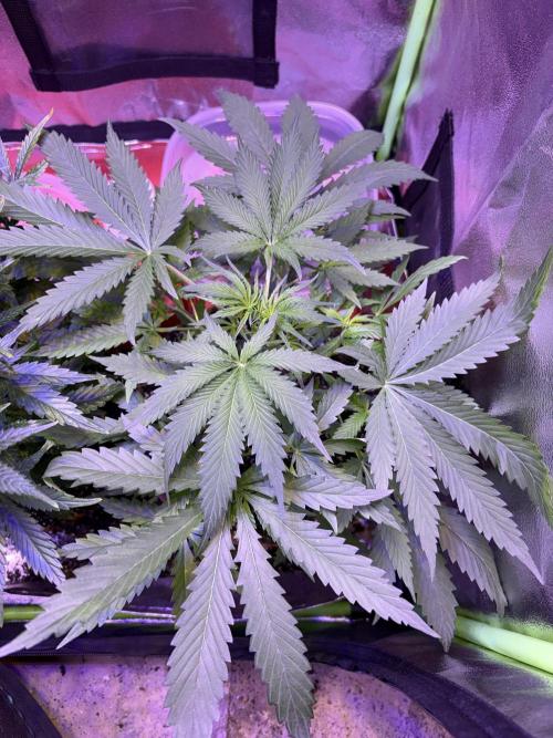 Mystic Gorilla Auto. Week 5 - Wk5day2