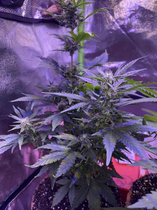 Indoor - random seeds. Week 8 - Wk8d2