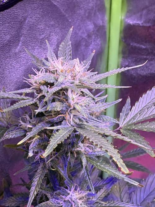 Indoor - random seeds. Week 8 - Wk8d2