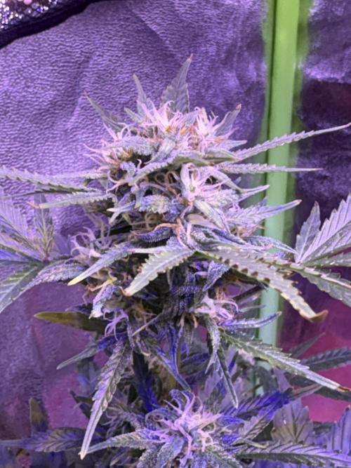 Indoor - random seeds. Week 8 - Wk8d2