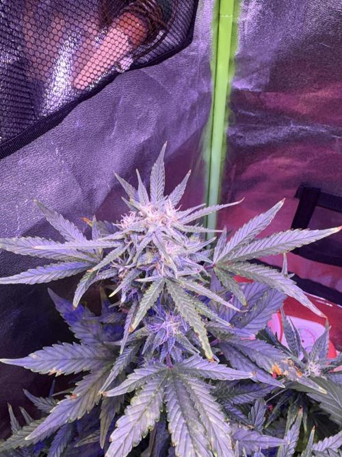 1000W Dual Switch & Dual Chips. Week 8