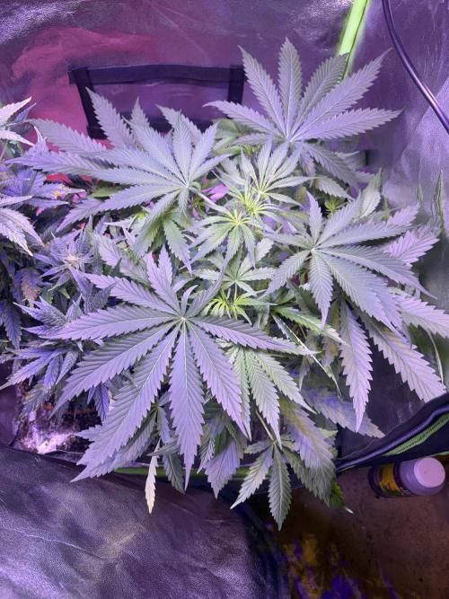 Mystic Gorilla Auto. Week 6 - Wk6d1