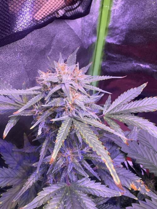Indoor - random seeds. Week 9 - Wk9d1