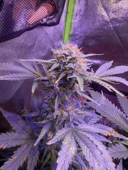 Indoor - random seeds. Week 9 - Wk9d1