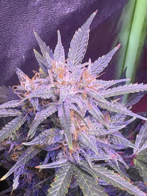 Indoor - random seeds. Week 9 - Wk9d1