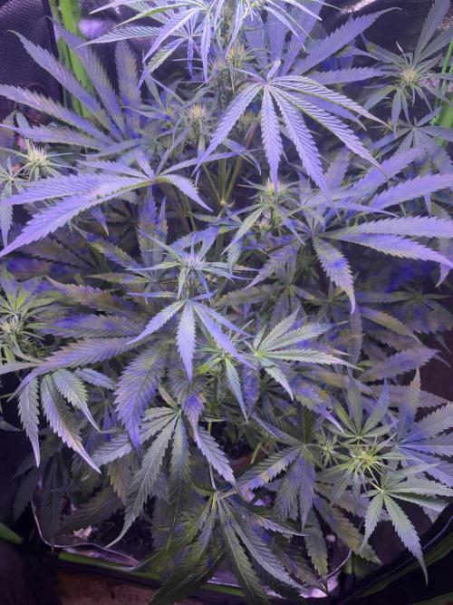 Mystic Gorilla Auto. Week 7