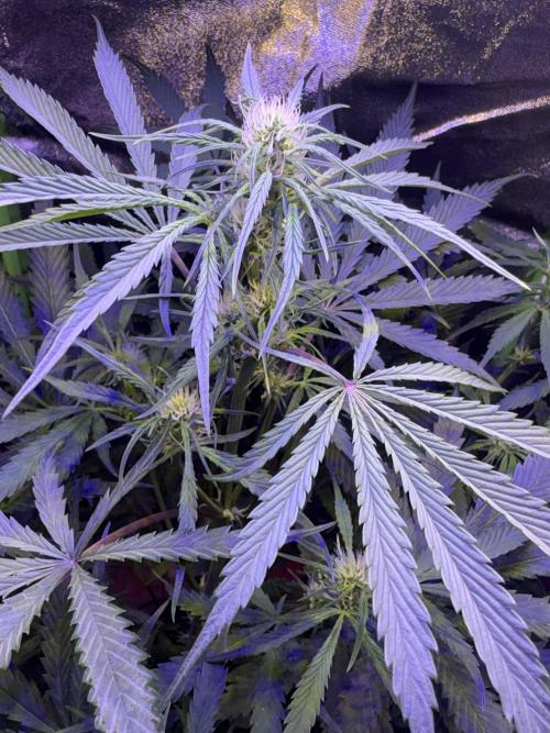 Mystic Gorilla Auto. Week 7