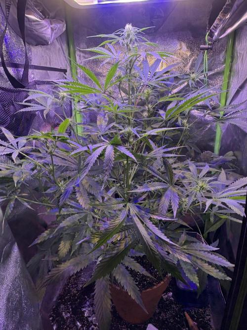Mystic Gorilla Auto. Week 7