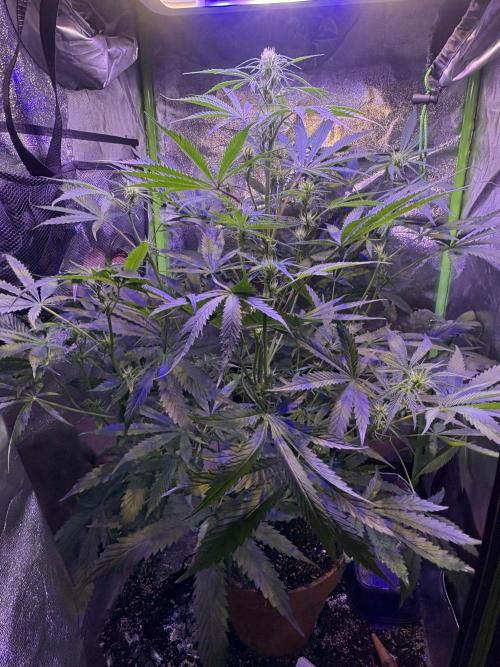 Mystic Gorilla - Auto. Week 7