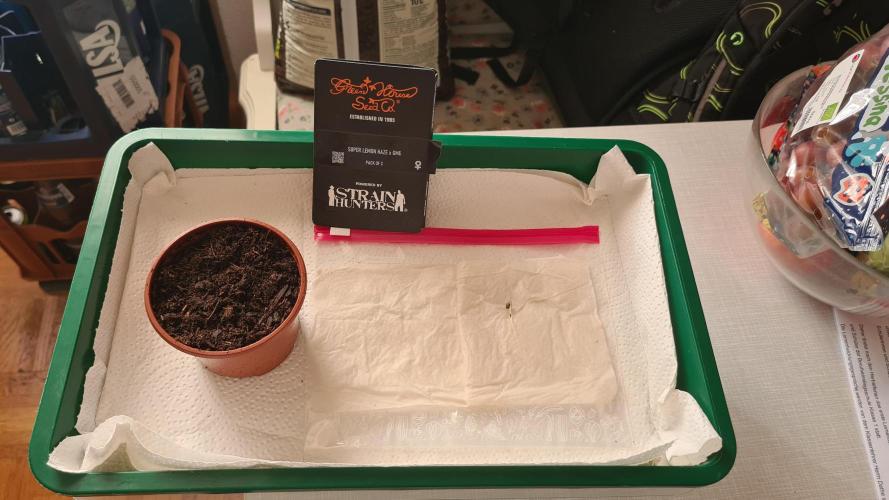 Super Lemon Haze x GMO. Week 0 - Tag 4...