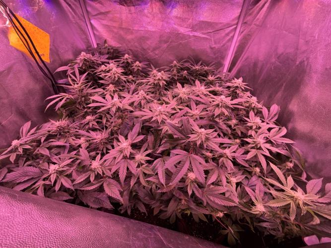 Cherry tini, UK. Week 3