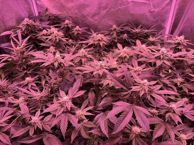 Cherry tini, UK. Week 3