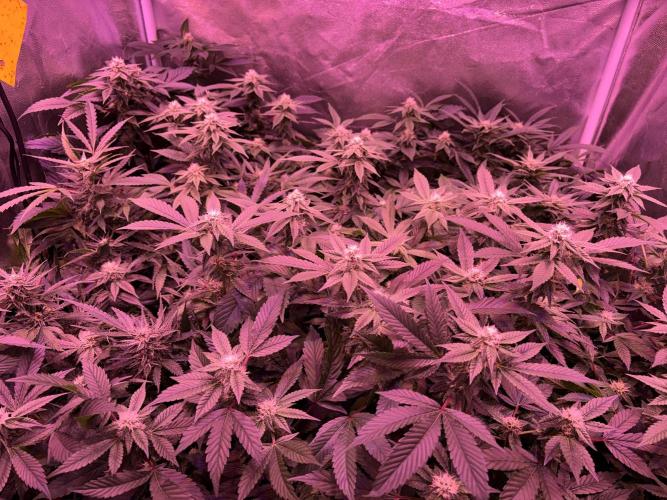 Cherry tini, UK. Week 3