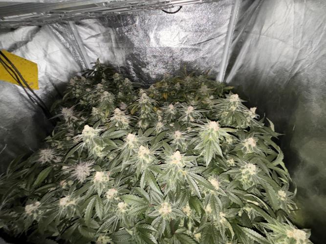 Cherry tini, UK. Week 6