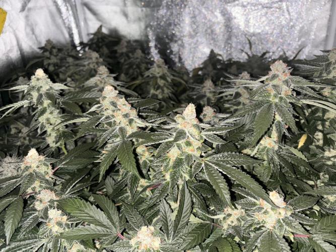 Cherry tini, UK. Week 6