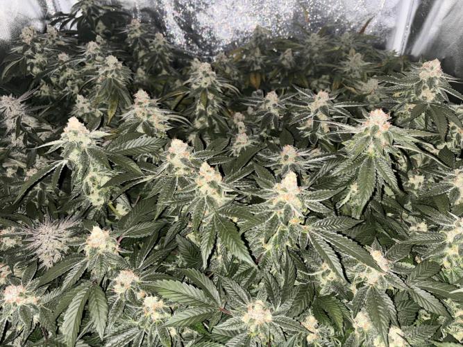 Cherry tini, UK. Week 6