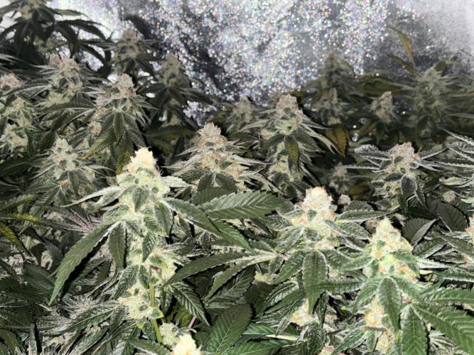 Cherry tini, UK. Week 6