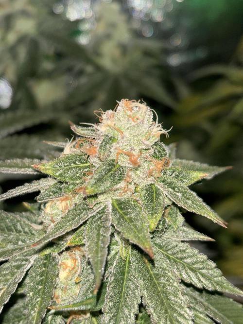 Cherry tini, UK. Week 6