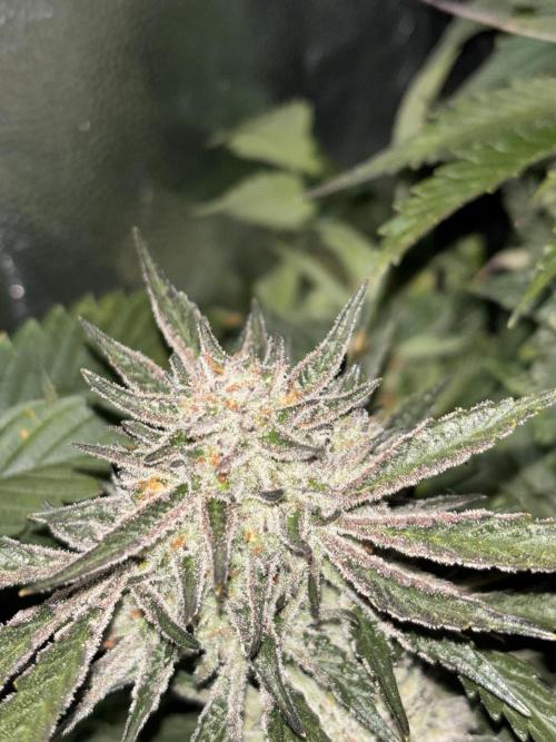 Cherry tini, UK. Week 6