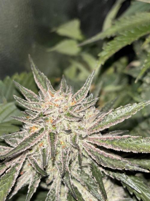 Cherry tini, UK. Week 6
