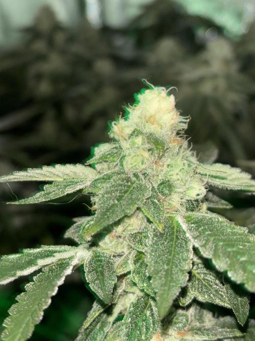 Cherry tini, UK. Week 6