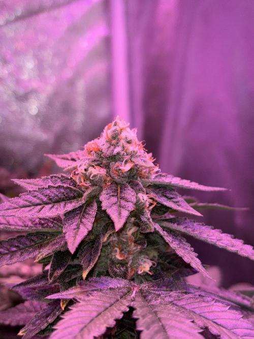 Cherry tini, UK. Week 6
